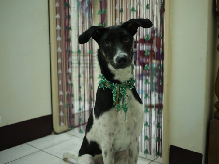 [案例] 當家裡狗狗遇上線簾和掛飾　－窗簾DIY・隔間簾